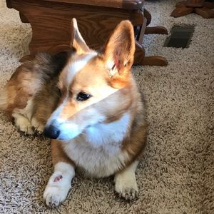 Meet your Posher, Sam